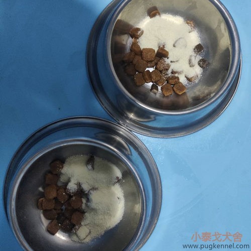 小泰戈犬舍2020年第36周周报
