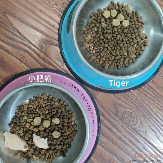 小泰戈犬舍2020年第36周周报