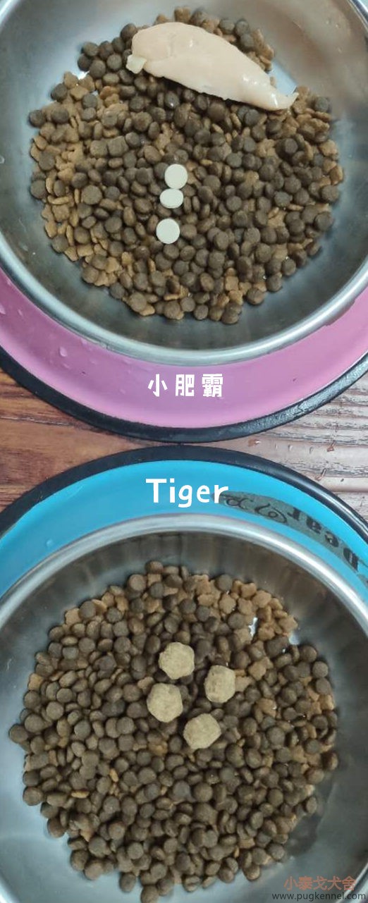 小泰戈犬舍2020年第37周周报