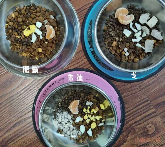 小泰戈犬舍2020年第45周周报