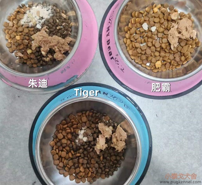小泰戈犬舍2020年第48周周报