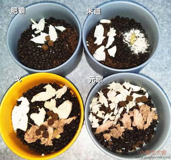 小泰戈犬舍2020年第51周周报