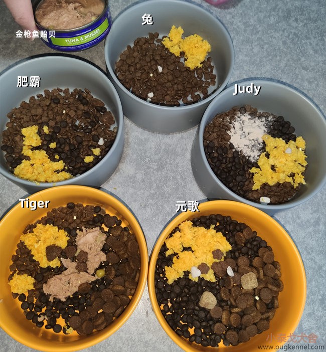 小泰戈犬舍2020年第53周周报