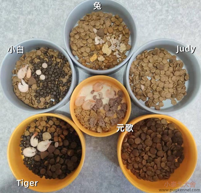 小泰戈犬舍2021年第3周周报