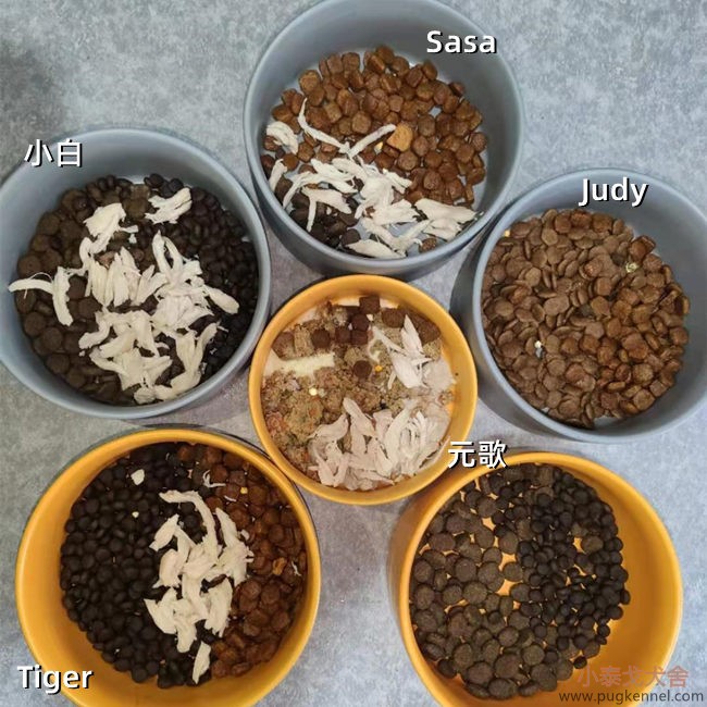 小泰戈犬舍2021年第8周周报 
