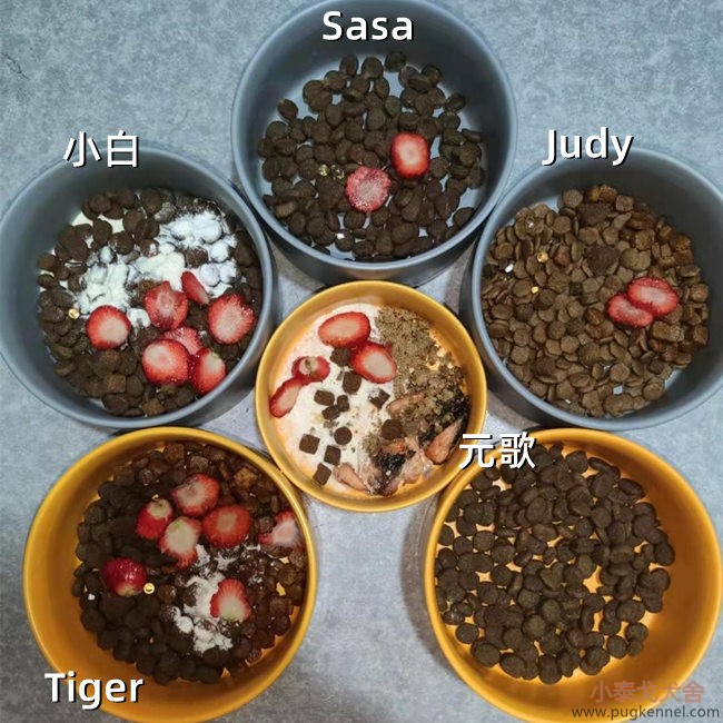 小泰戈犬舍2021年第10周周报