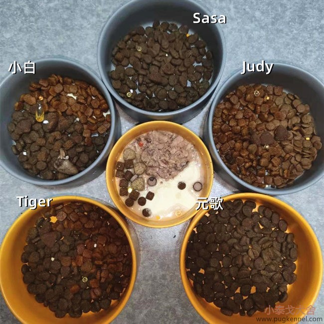 小泰戈犬舍2021年第10周周报