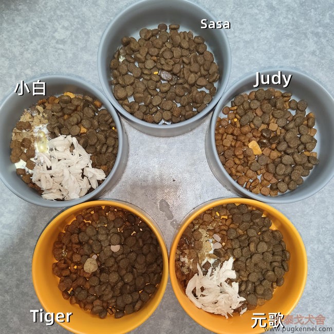 小泰戈犬舍2021年第11周周报