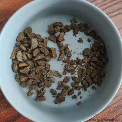 小泰戈犬舍2021年第11周周报