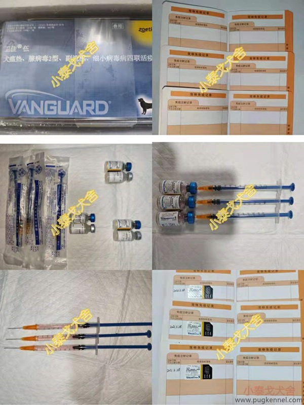 2021年3月28日TY3的巴哥犬首免卫佳伍接种