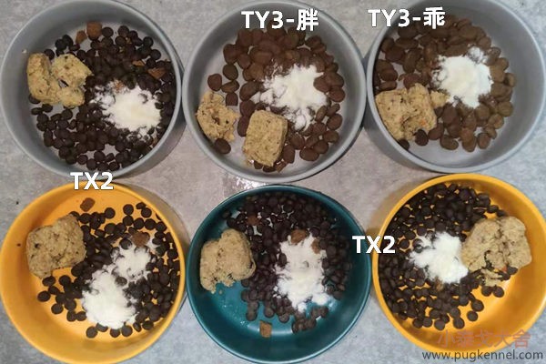 小泰戈犬舍2021年第18周周报
