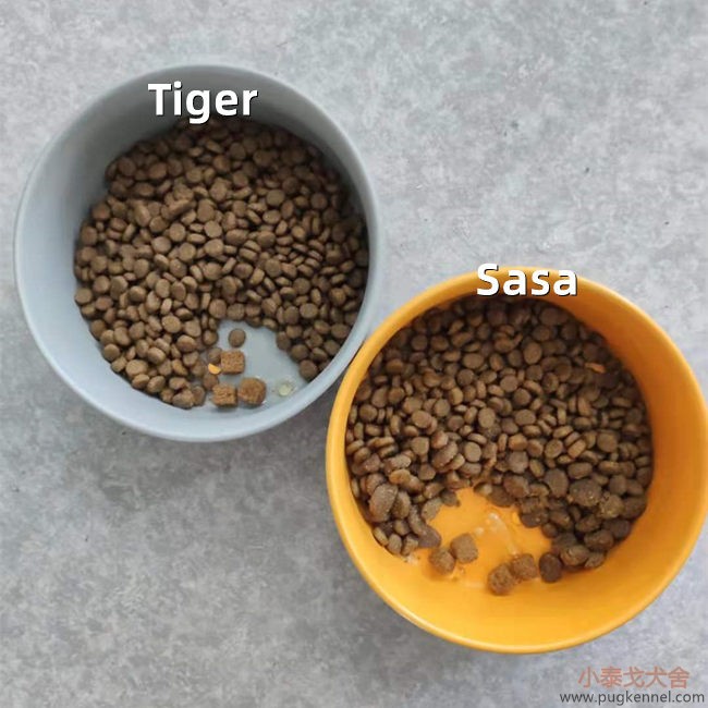 小泰戈犬舍2021年第19周周报