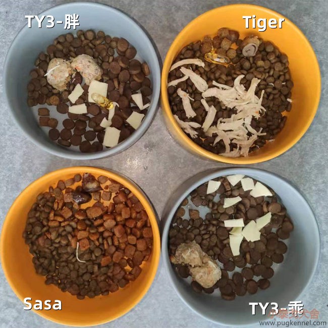 小泰戈犬舍2021年第20周周报