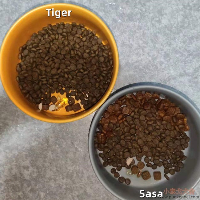 小泰戈犬舍2021年第20周周报