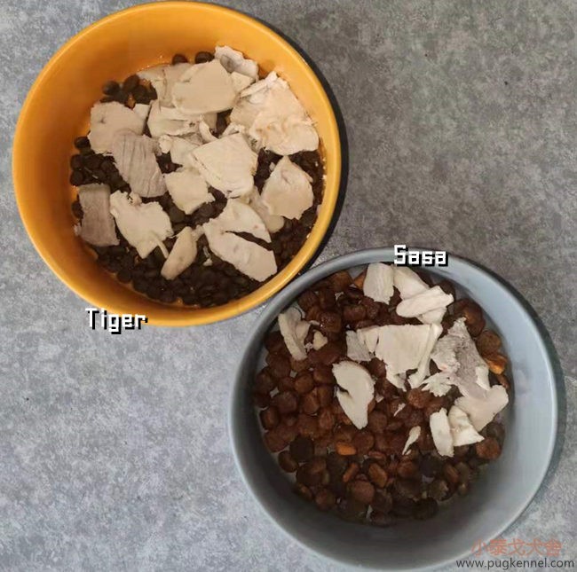 小泰戈犬舍2021年第21周周报