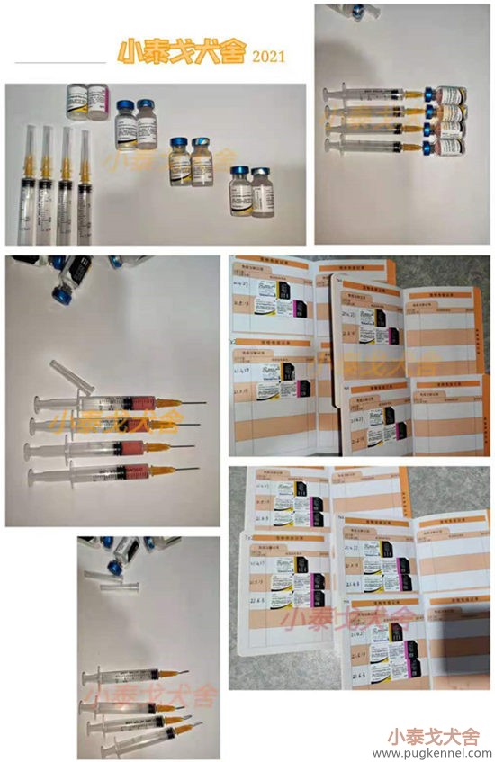 2021年6月3日TX2的巴哥犬三卫佳捌接种