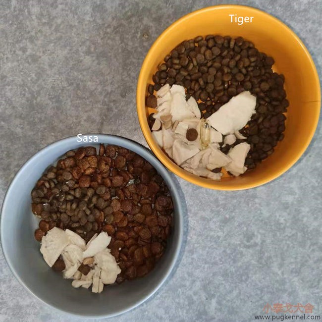 小泰戈犬舍2021年第21周周报