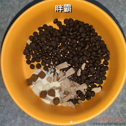 小泰戈犬舍2021年第22周周报