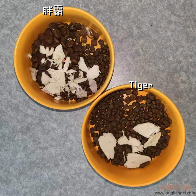 小泰戈犬舍2021年第22周周报