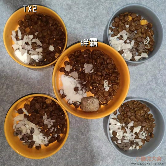 小泰戈犬舍2021年第22周周报