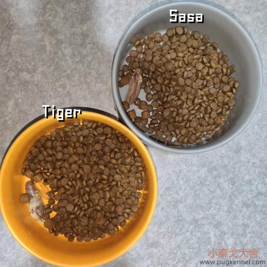 小泰戈犬舍2021年第22周周报
