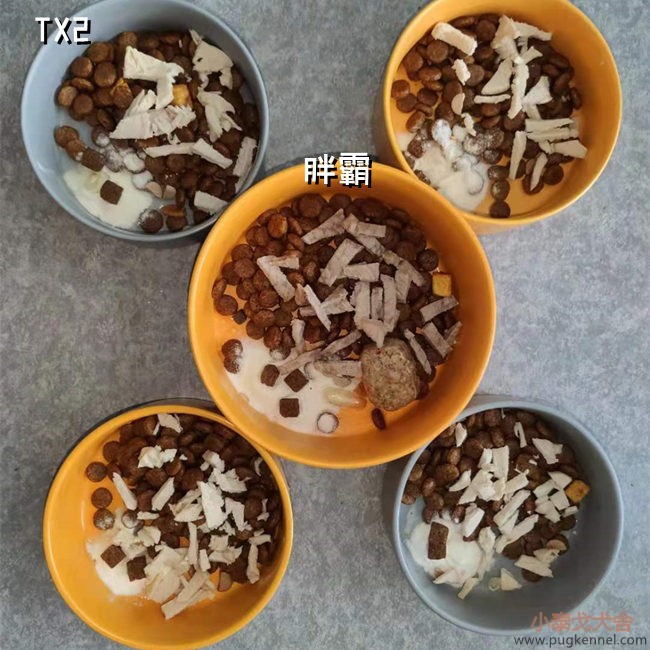 小泰戈犬舍2021年第22周周报