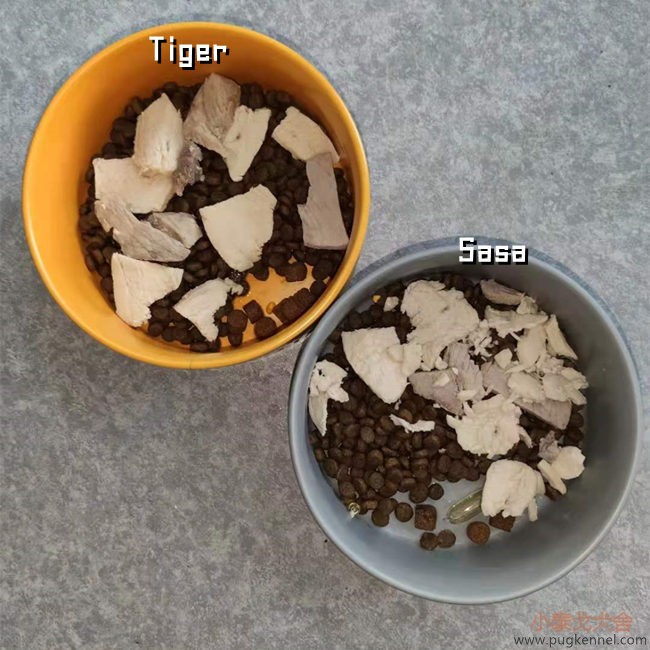 小泰戈犬舍2021年第22周周报