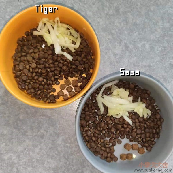 小泰戈犬舍2021年第23周周报