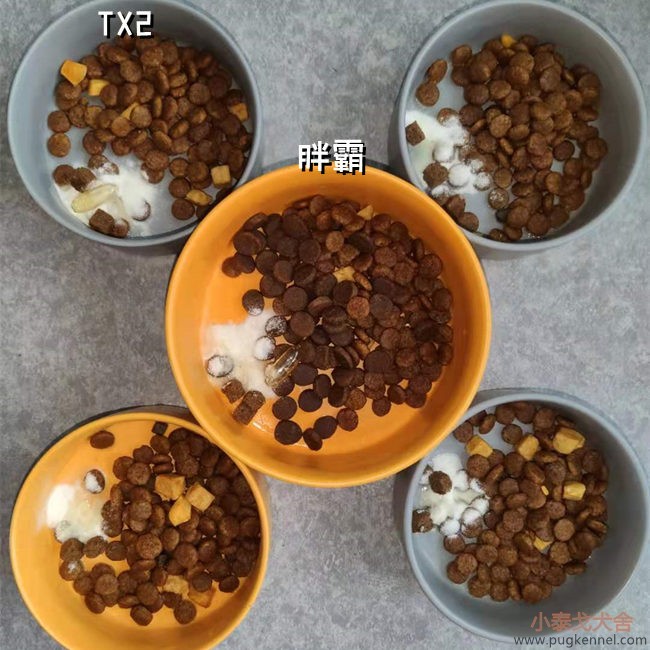 小泰戈犬舍2021年第23周周报