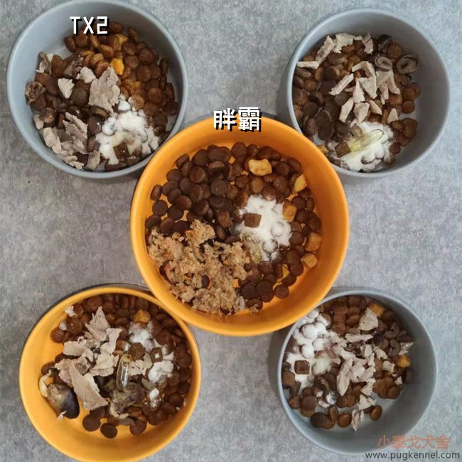 小泰戈犬舍2021年第23周周报