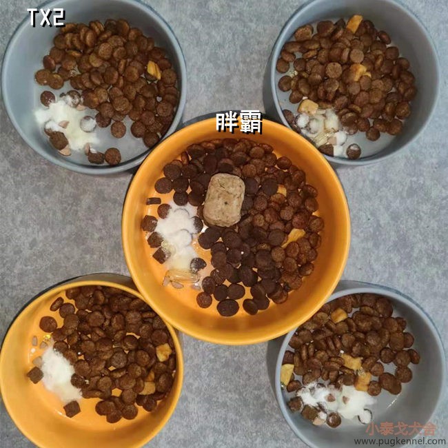 小泰戈犬舍2021年第23周周报