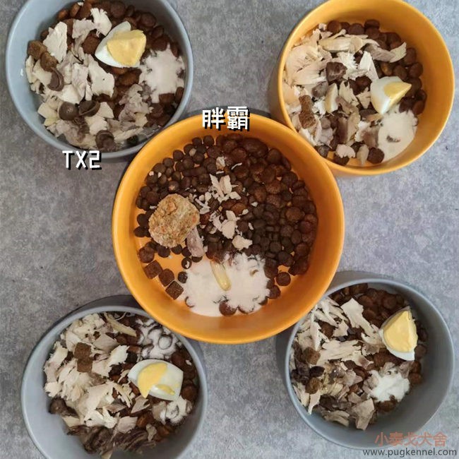 小泰戈犬舍2021年第23周周报