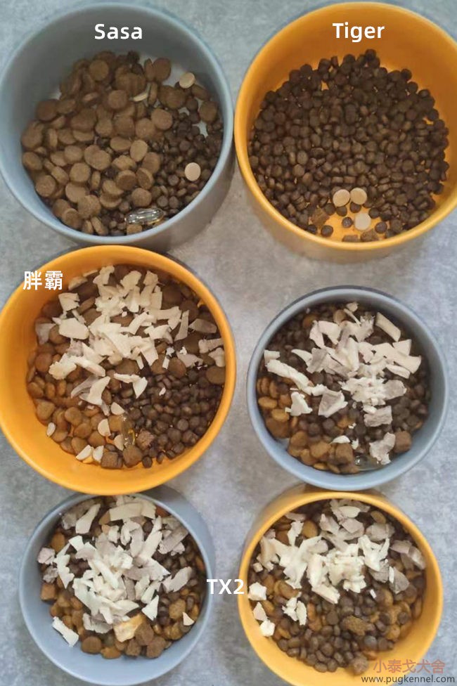 小泰戈犬舍2021年第31周周报
