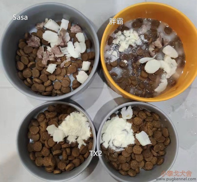 小泰戈犬舍2021年第33周周报