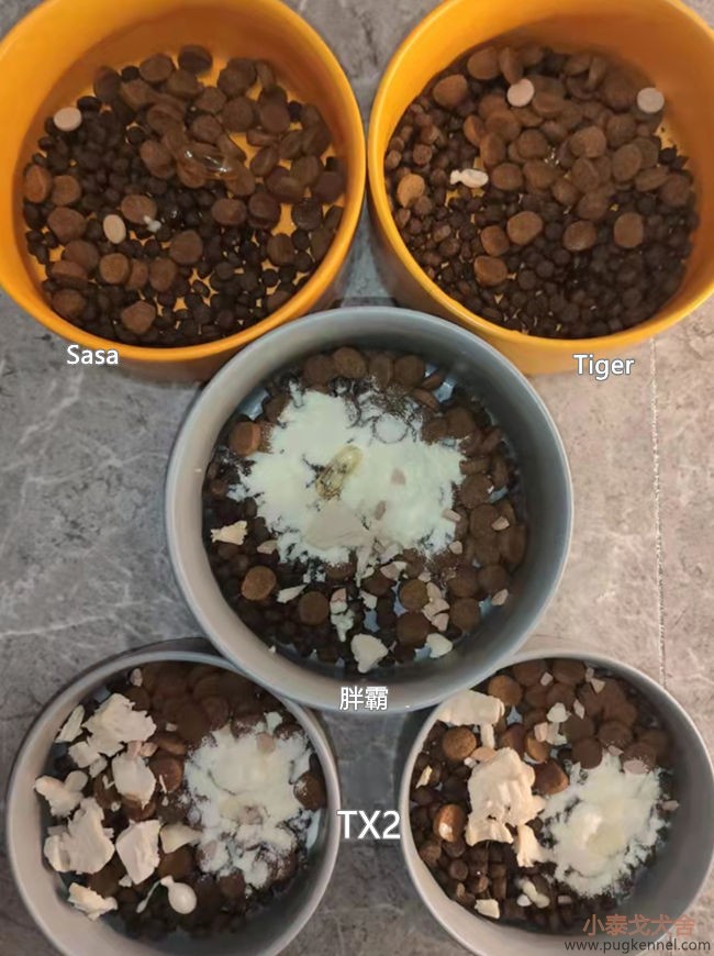 小泰戈犬舍2021年第35周周报