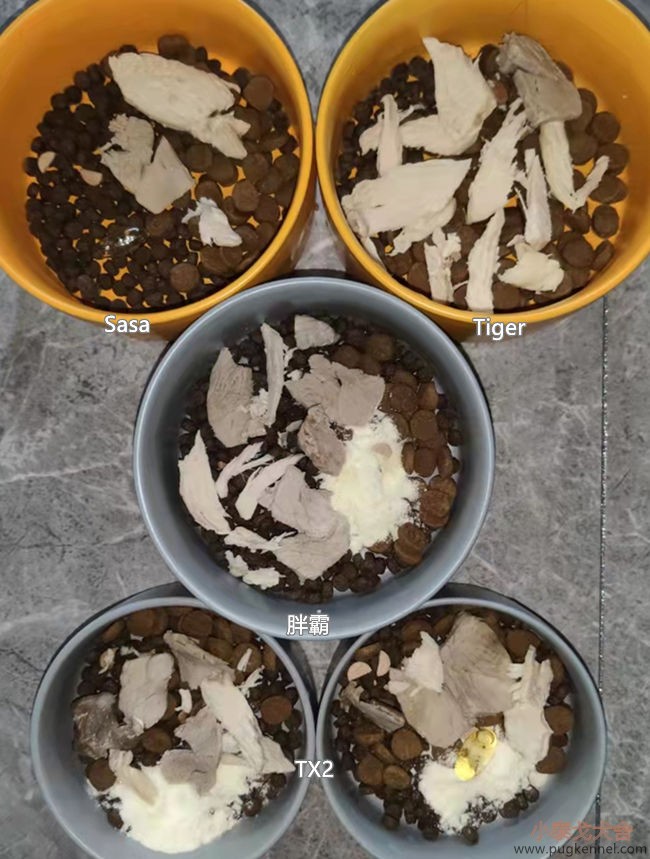 小泰戈犬舍2021年第35周周报