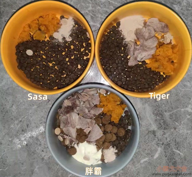 小泰戈犬舍2021年第41周周报