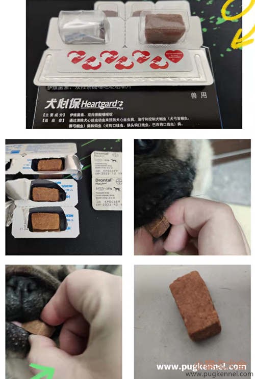 2021年10月30日Tiger Sasa 胖霸大宠爱驱虫