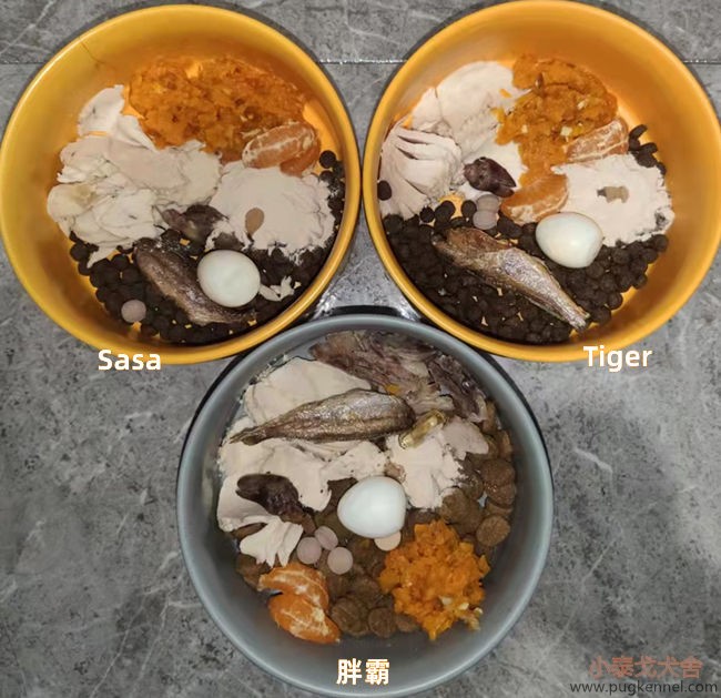 小泰戈犬舍2021年第44周周报