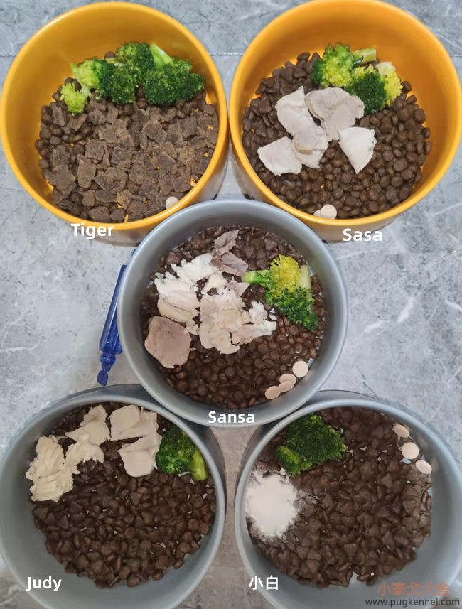小泰戈犬舍2022年第9周周报